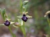 Ofride di piccola taglia (Ophrys incubacea)