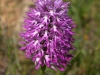 Omino nudo (Orchis italica)