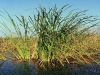 Typha latipholia