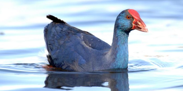 Riapre la Riserva Naturale del Biviere di Gela in occasione dell’Eurobirdwatch 2024
