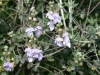 Camedrio Femmina (Teucrium fruticans)