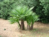 Palma nana (Chamaerops humilis)