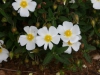 Cisto Bianco (Cistus salvifolius)