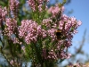 Infiorescenza Erica (Erica multiflora)