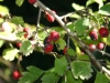 Frutti biancospino (Crataegus monogyna)