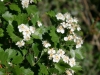 Infiorescenza Biancospino (Crataegus monogyna)