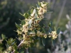 Infiorescenza fillirea (Phillyrea latifolia)