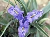  Giaggiolo bulboso (Iris planifolia)