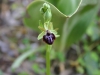  Ofride del Gargano (Ophrys garganica)