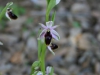 Ofride a mezza luna (Ophrys lunulata)