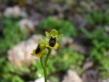 Ofride gialla (Ophrys lutea)