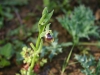  Ofride dei fuchi (Ophrys oxirrnhynchos)