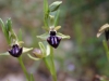  Ofride di piccola taglia (Ophrys incubacea)