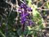  Orchide cornuta (Orchis longicornu)