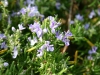  Infiorescenza Rosmarino (Rosmarinus officinalis)