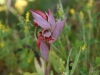  serapide orientale siciliana (Serapias orientalis)