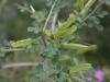 Sparzio Spinoso (Calicotome infesta)