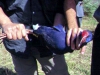 Pollo sultano prima della liberazione