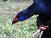 Pollo sultano prima della liberazione