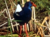 Pollo sultano liberato