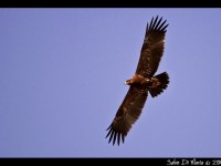 Avvistamento di un raro rapace al Biviere di Gela per l’Eurobirdwatch