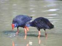 EUROBIRDWATCH 1-2 OTTOBRE 2022 R.N.O. BIVIERE DI GELA