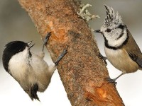 Eurobirdwatch, festa della migrazione!