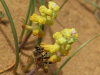 aiuta la leopoldia al biviere di gela