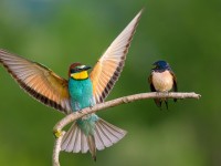 1 e 2 ottobre partecipa all’Eurobirdwatch, festa della migrazione.