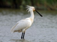 Weekend di festa con l’Eurobirdwatch!