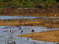 il 5 e il 6 ottobre 2019 arriva l’eurobirdwatch  alla riserva naturale biviere di gela