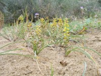 Festa delle Oasi e delle Riserve Naturali della LIPU