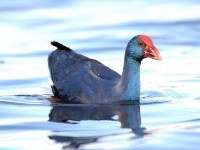Riapre la Riserva Naturale del Biviere di Gela in occasione dell’Eurobirdwatch 2024