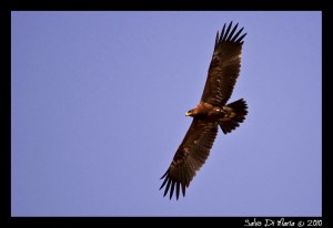 aquila anatraia minore