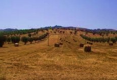 campi di grano biviere di gela GAS