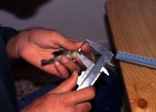 analisi morfologiche uccelli biviere di gela