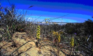 leopoldia gussonei dune